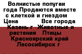 Волнистые попугаи, 2 года.Продаются вместе с клеткой и гнездом. › Цена ­ 2 800 - Все города, Казань г. Животные и растения » Птицы   . Красноярский край,Лесосибирск г.